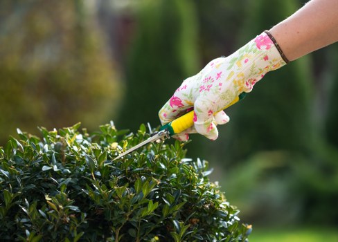 Tree pruning work in a Camden residential garden