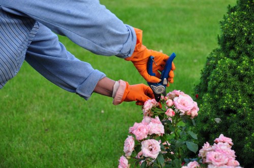 Healthy maintained tree canopy after professional pruning in Camden